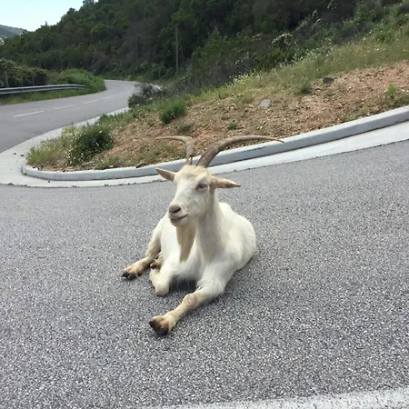 Appartement Paolina - Terrasse Parking Clim Wifi - By Tgb